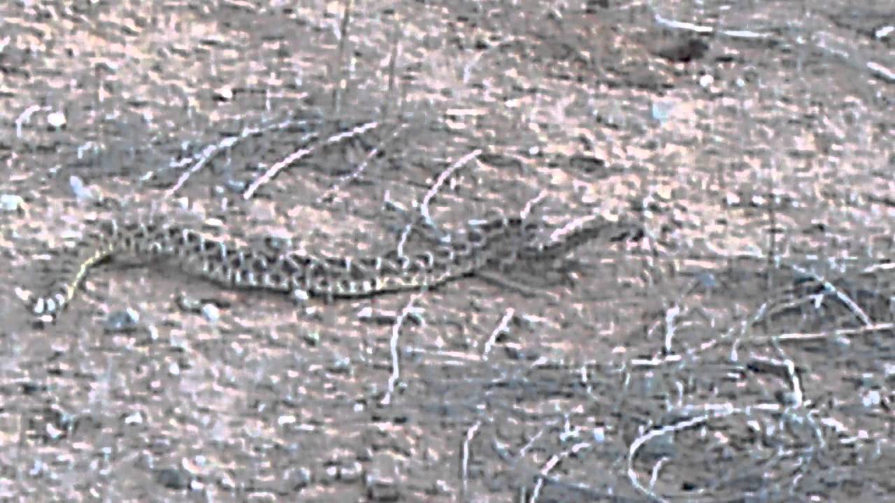 Baby mojave rattlesnake YouTube