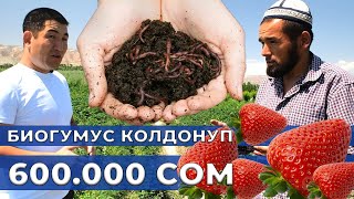 видео: БИОГУМУСТУ кантип ТУУРА КОЛДОНУУ керек! Бир күндө 60.000 сом тапкан дыйкан! картинка: БИОГУМУСТУ кантип ТУУРА КОЛДОНУУ керек! Бир күндө 60.000 сом тапкан дыйкан!