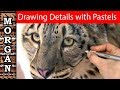 Drawing details with pastel pencils - Jason Morgan Wildlife Art