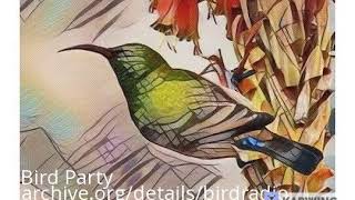 Bird Party