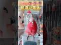 【喋る鳥】電話してるつもりの顔が天才すぎる件 #喋る鳥 #インコのいる暮らし #可愛すぎる #電話ごっこ