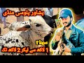 Maweshi mandi palosi peshawar soday and bargaining bakra eid 2024 cow mandi pakistan