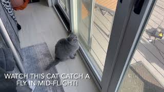 NINJA cat british shorthair Sapphire literally jumps and catches a fly mid-air. by Real Cats of Colorado 488 views 2 years ago 40 seconds