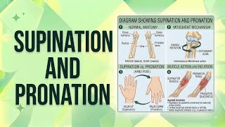 Supination And Pronation Made Easy Movements,Muscles,Applied Anatomy
