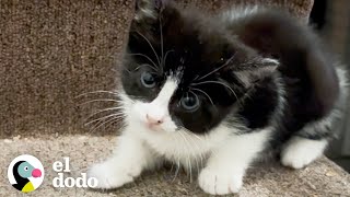 Mujer encuentra un pequeño gatito en las escaleras de su entrada | El Dodo by El Dodo 645,912 views 5 months ago 3 minutes, 1 second