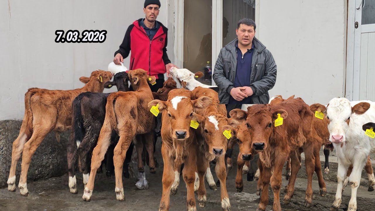 SHVEST BO‘G‘OZ🔥 10 BOSH SUT EMDI TOZA QONLI LIMUZIN SMENTAL ROSSIYA GOLISHTEN🔥