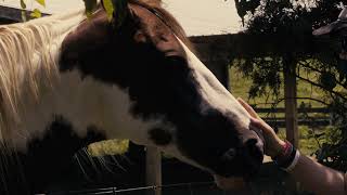 Rescued Horses — A Second Chance