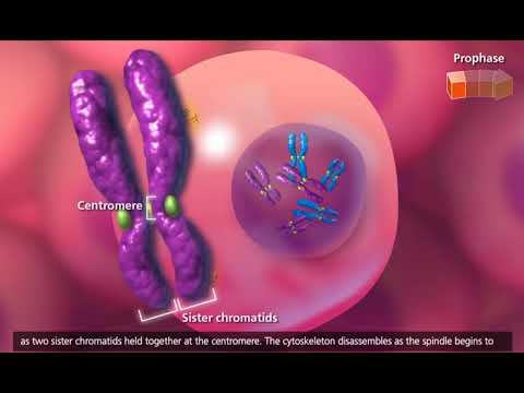 Cell Cycle Cell Division and Mitosis ANIMATION VIDEO - YouTube