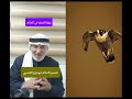 رؤية الصقر في المنام