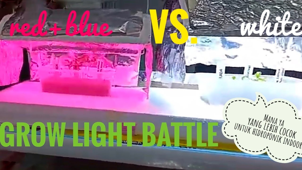 7.Grow Light Red & Blue vs Grow Light white Tanya Jawab 1 YouTube
