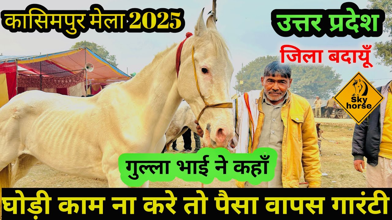 मेरा नाम हे गुल्ला घोड़ा का व्यापार करता हूँ खुल्ला | #kasimpurghoda2025