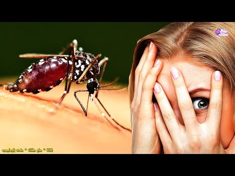 فيديو: هل البعوض يعض البشر؟