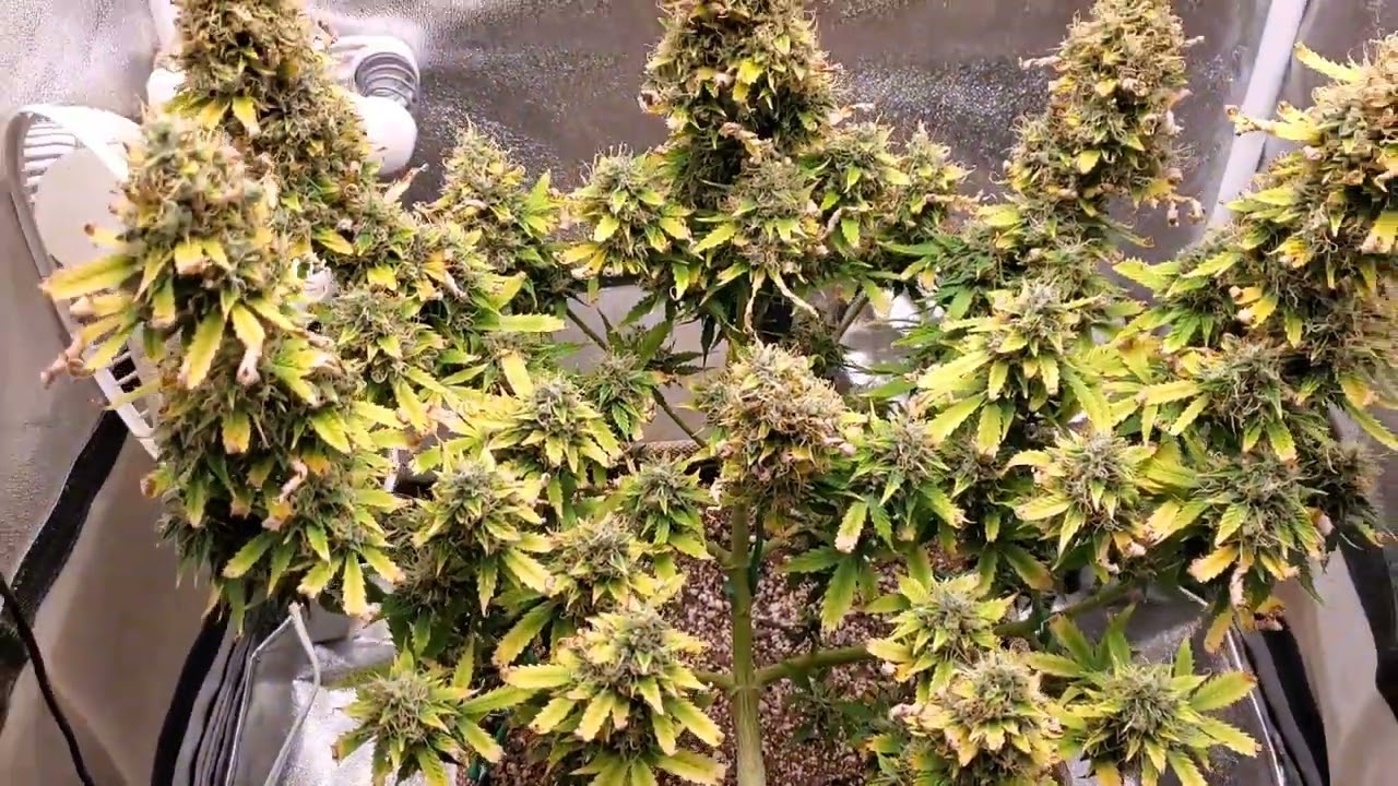 Critical Auto by Nukeheads week 7 flower under the BP1500. Sponsored by 