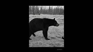 AI Black Bear Video