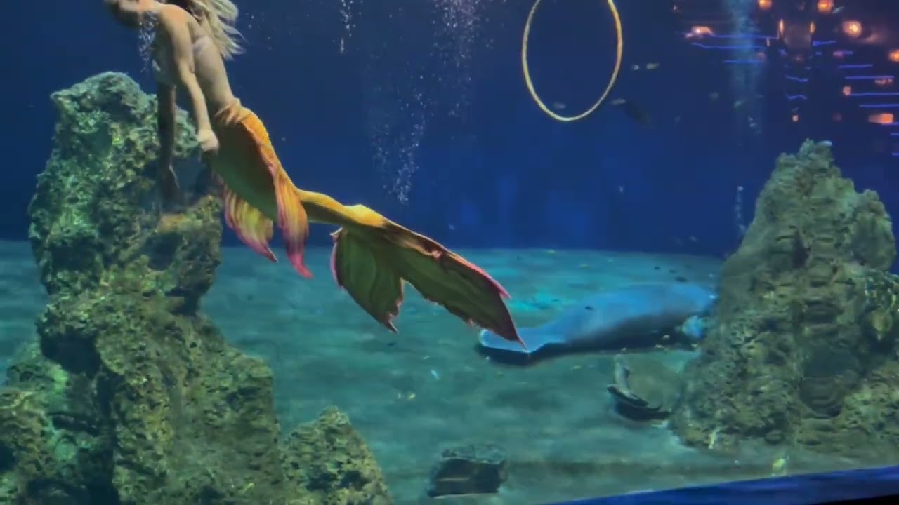 2024/03/18花蓮海洋公園人魚秀