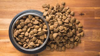 How to Feed a Great Dane? How Much Do Great Dane Puppies Weigh 10 Weeks Vs 5 Months