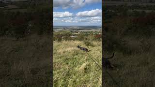 Hunting Prey Neo Terrier Dog