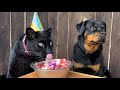 Venza's birthday🐕🎉/ The feast of Luna the panther