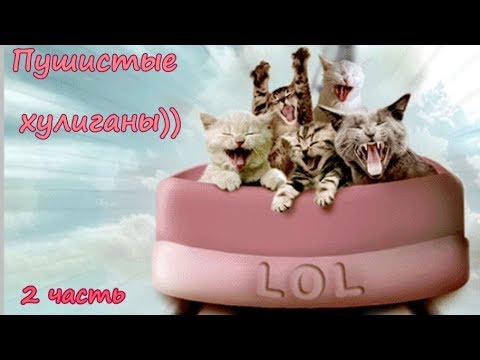 Вопрос: Кто самый пушистый и ленивый из диких котов?