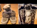 Funniest and Cutest Pug Dog Videos Compilation 2020 #2