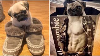 Funniest and Cutest Pug Dog Videos Compilation 2020 #2