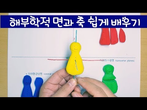 해부학적 면과 축 쉽게 배우기