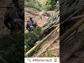 Large harvested bamboos sliding down 😱| Watch out!!#nature #bamboo #harvesting