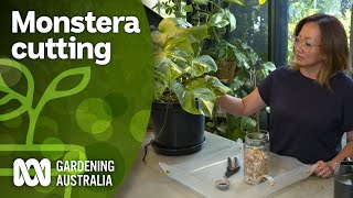 How to propagate Monstera | Indoor plants | Gardening Australia