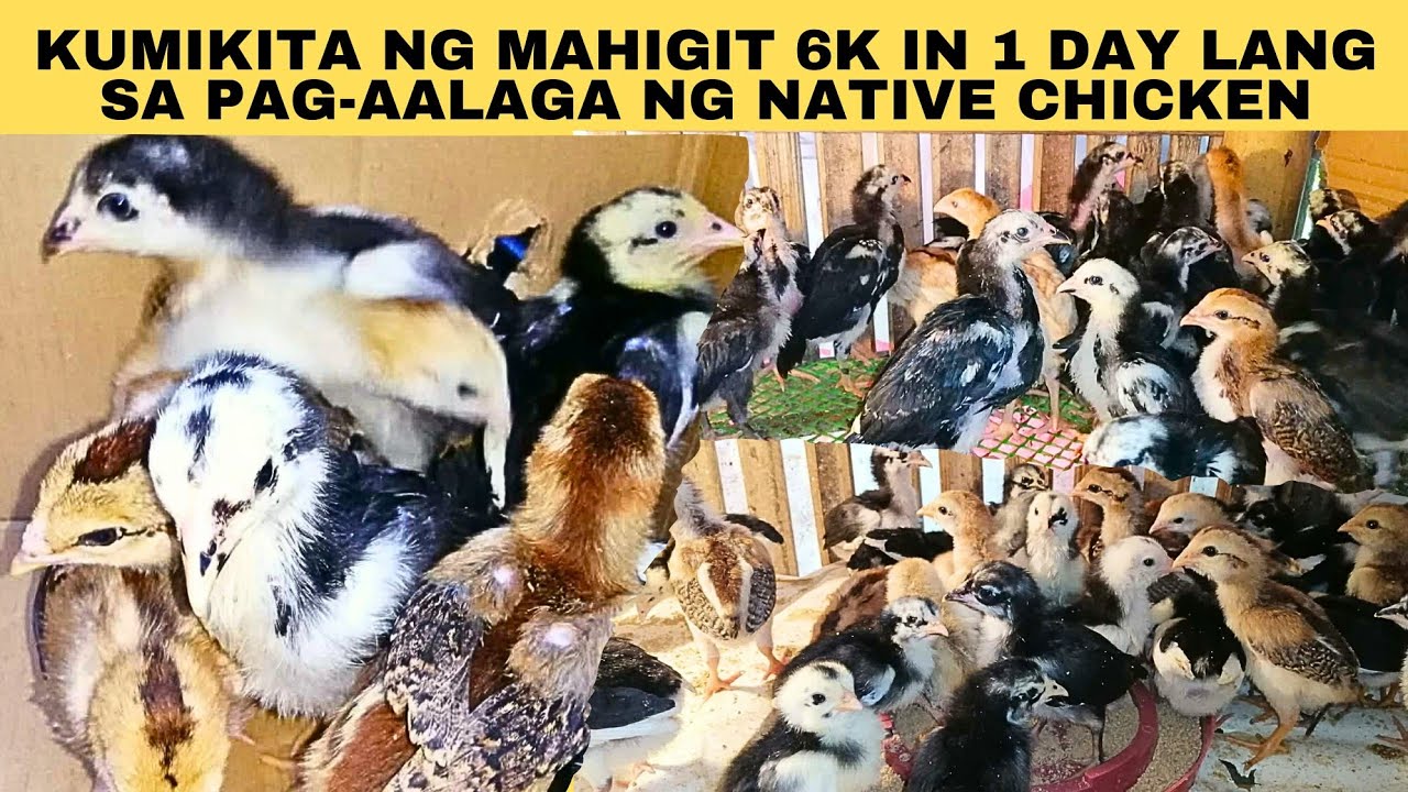 Kumikita ng mahigit 6k in 1 day lang sa pag-aalaga ng native chicken