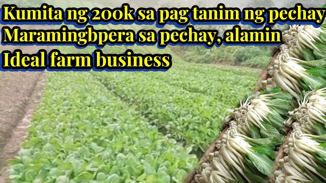 Kumita ng 200k sa pagtanim ng pechay || Maraming  pera sa pechay alamin || ideal farm business