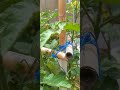 اللهم بارك الزراعة المنزلية #ytshorts #زراعت #garden #نباتي #نباتي #طماطم سطح البيت #gardenig #short