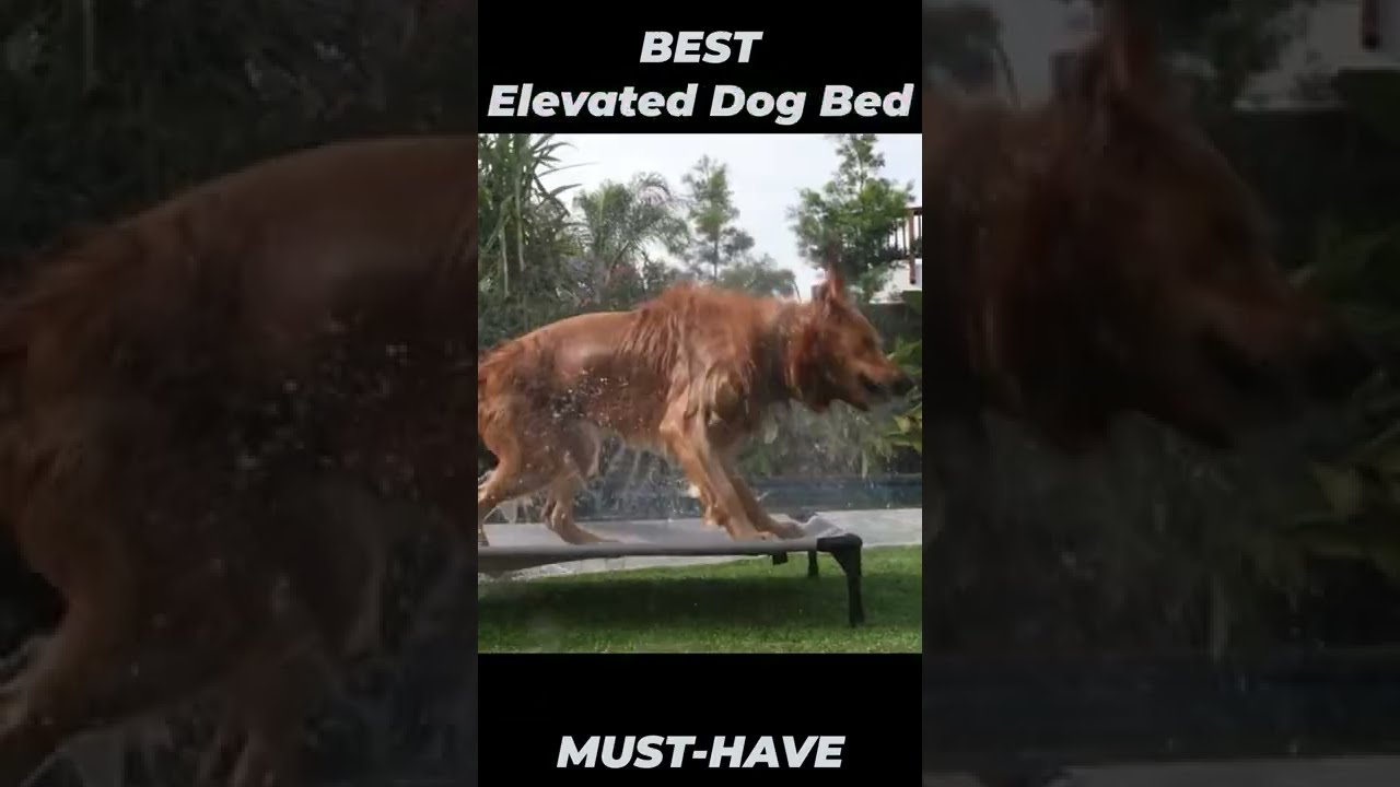 Kazoo daydream 2025 dog bed