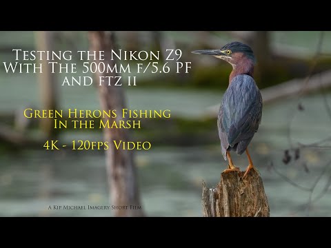 Testing the Nikon Z9 - 4K - 120FPS Video with the 500mm PF and FTZ II