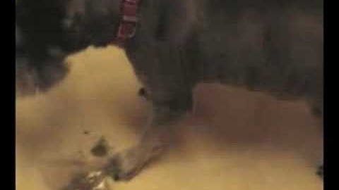 Dog eats catnip and gets high