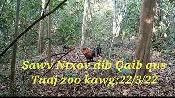 Tag kis no sawv ntxov dib Qaib qus tuaj zoo kawg.