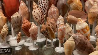 My volutidae/Volutes seashell collection