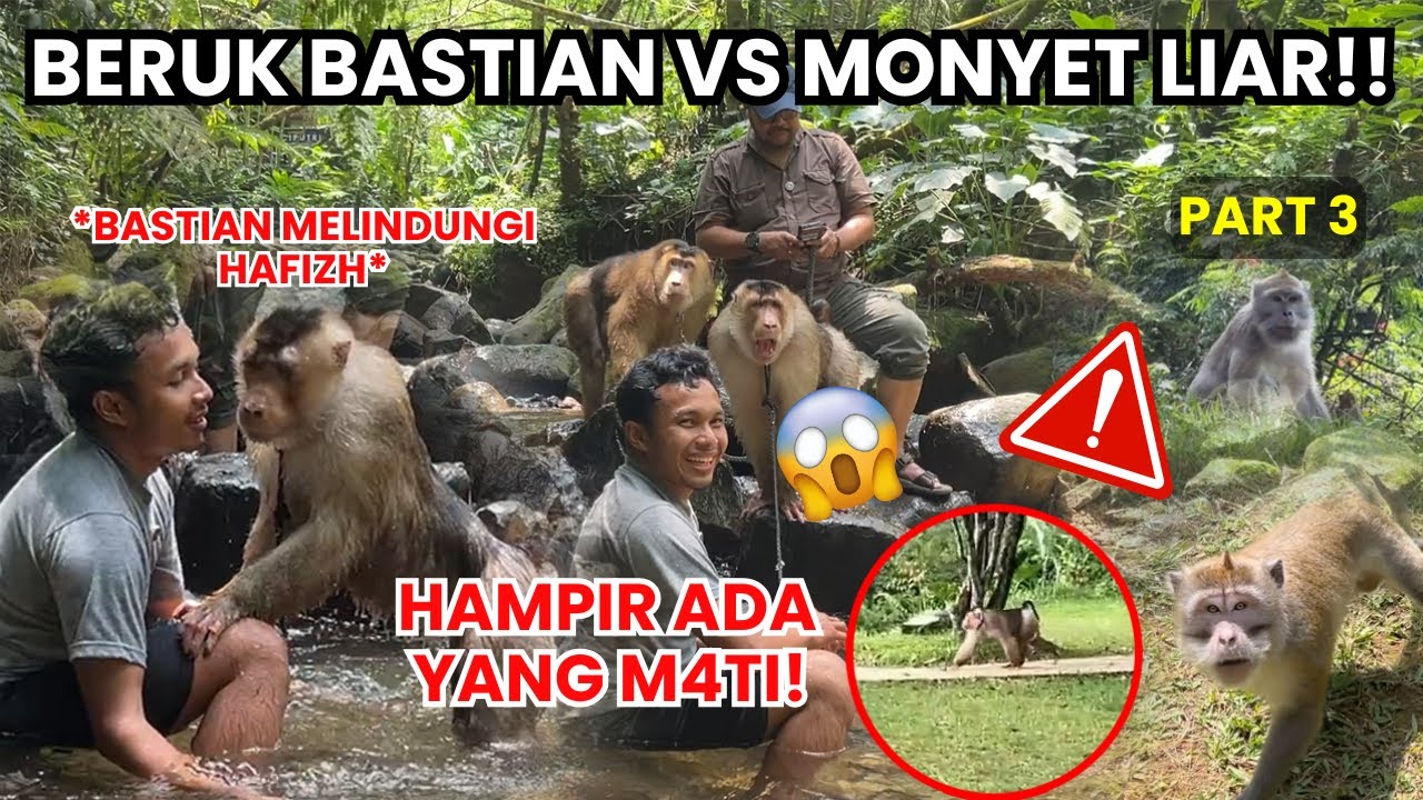 Дикий обезьяна в лесу бросает вызов обезьяне Бастиану?! Кемпинг Часть 3