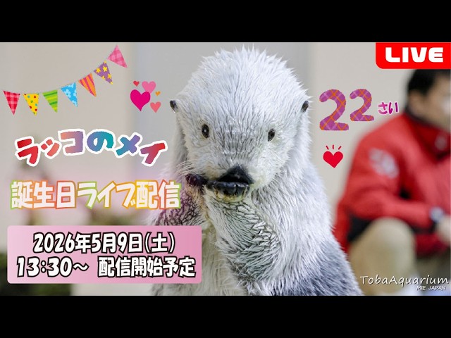 鳥羽水族館　赤ちゃん　メイ メイちゃん 「ふふっ🤍」 写真2026.04.21撮影 #みんなの鳥羽水 #鳥羽