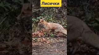 лисички