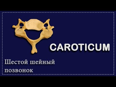 ШЕСТОЙ ШЕЙНЫЙ ПОЗВОНОК | АНАТОМИЯ ДЛЯ СТУДЕНТОВ-МЕДИКОВ | 1 КУРС