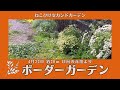 【ボーダーガーデン／日向花壇の植栽】咲きだしたこぼれ種軍団／宿根草やツルバラも少し開花してきました！