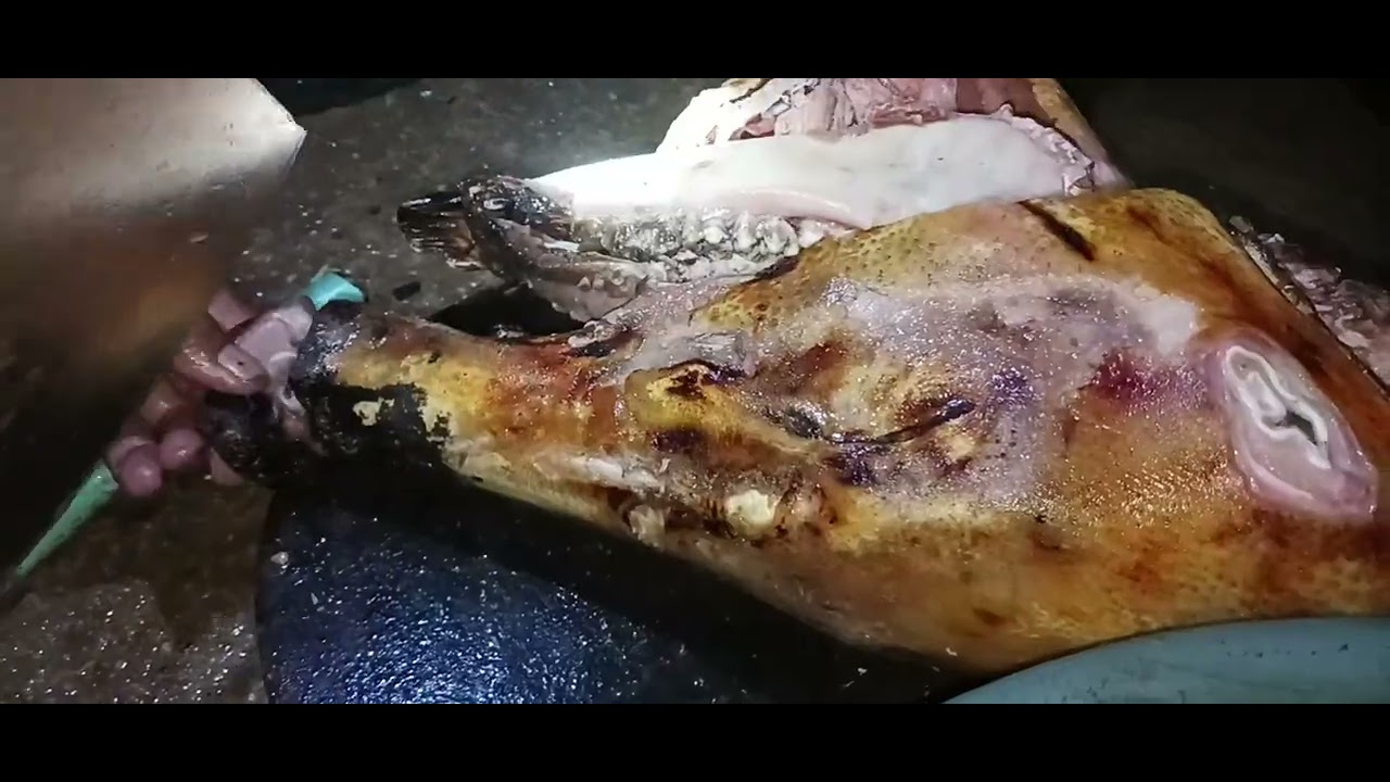 Bakar kepala babi hutan,kena jerat di kebun