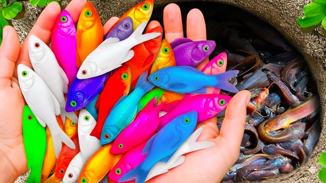 Catch Beautiful Aquarium Fish in Giant Colorful Eeg, Crayfish, Eel, Discus, Turtles, Carp, Swordtail