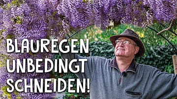 Kann man Blauregen in Deutschland Pflanzen?