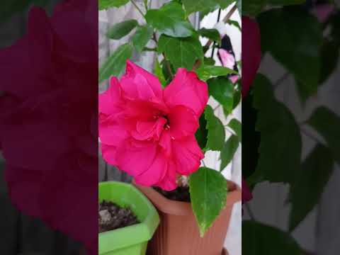 Video: Örgülü Hibiskus Bakımı - Hibiscus Örgülü Ağaç Nasıl Oluşturulur