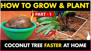 How to Grow and Plant Coconut Tree at Home | How to Get Higher Yield From Coconut Tree - Part 1