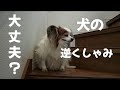 動けない。高齢だから？パピヨンは多い？Dog sneezing