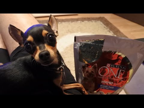 Video: What Does A Toy Terrier Look Like?