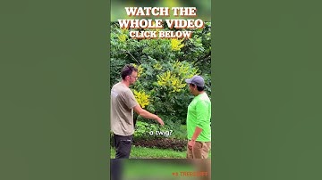 Identify This Tree! - Mauget TreeID #shorts