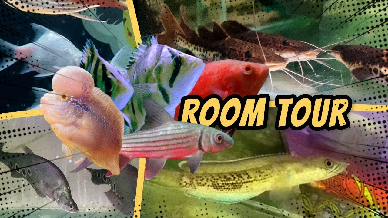 ROOM TOUR BINAR AQUATIC 